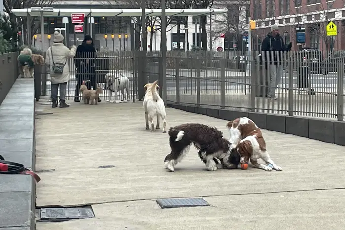 Canines frolic in a Battery Park City dog run where their owners can also compost pet feces.